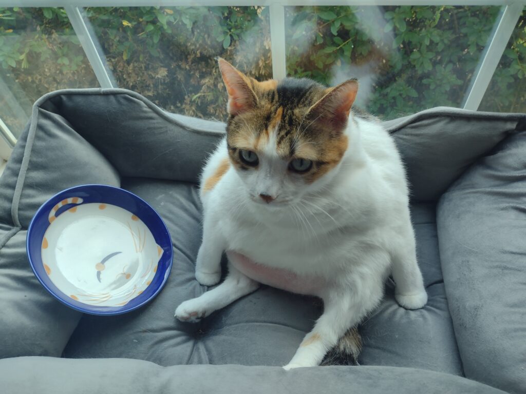 A photo of Stella showing off her luscious physique.
